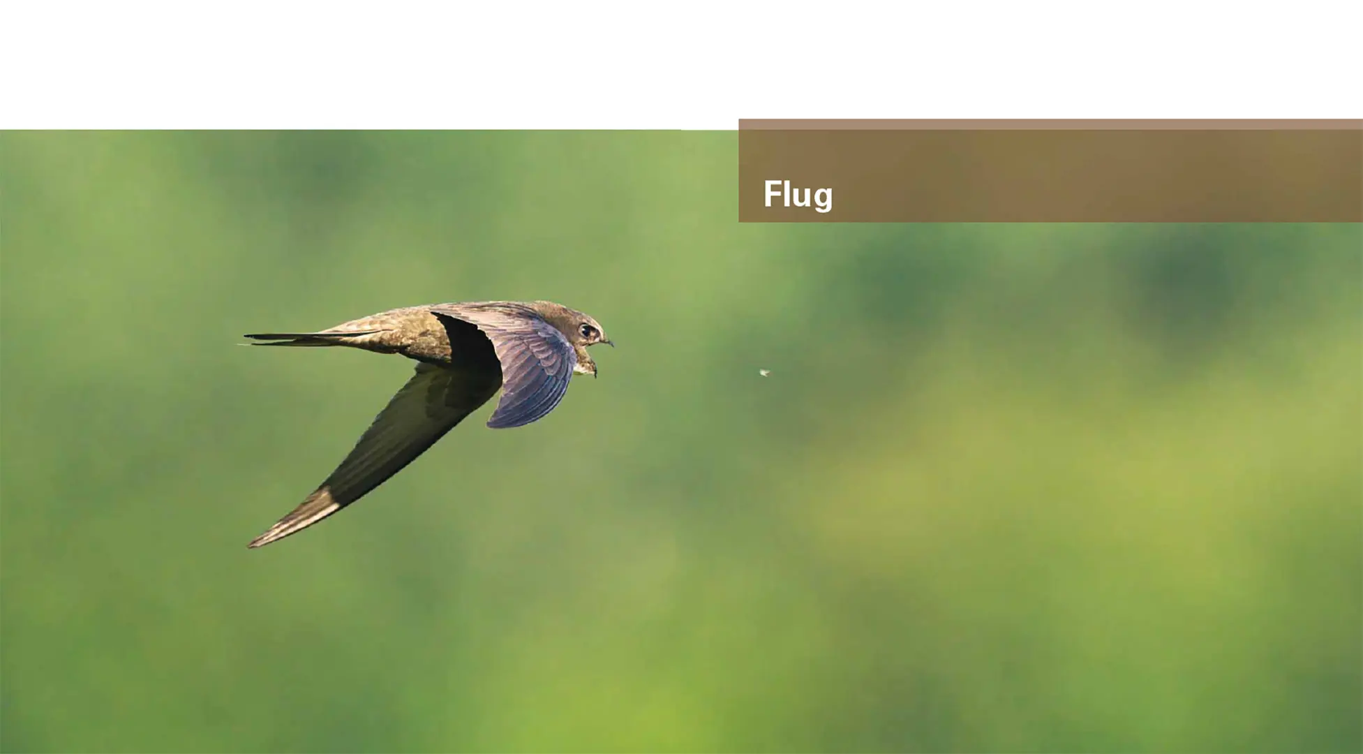 Beispielinhalt (Bild) Mauer- und Alpensegler
