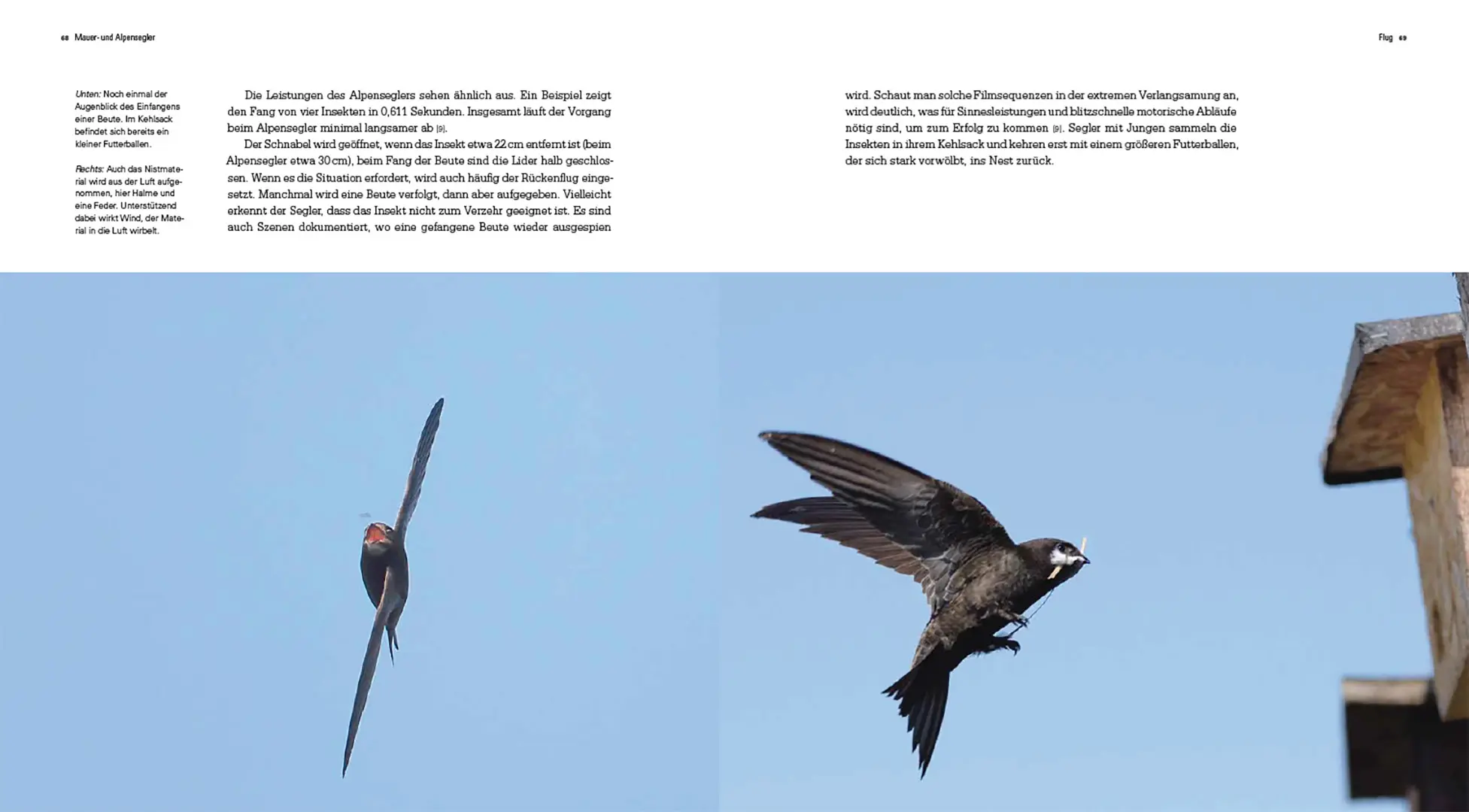 Beispielinhalt (Bild) Mauer- und Alpensegler