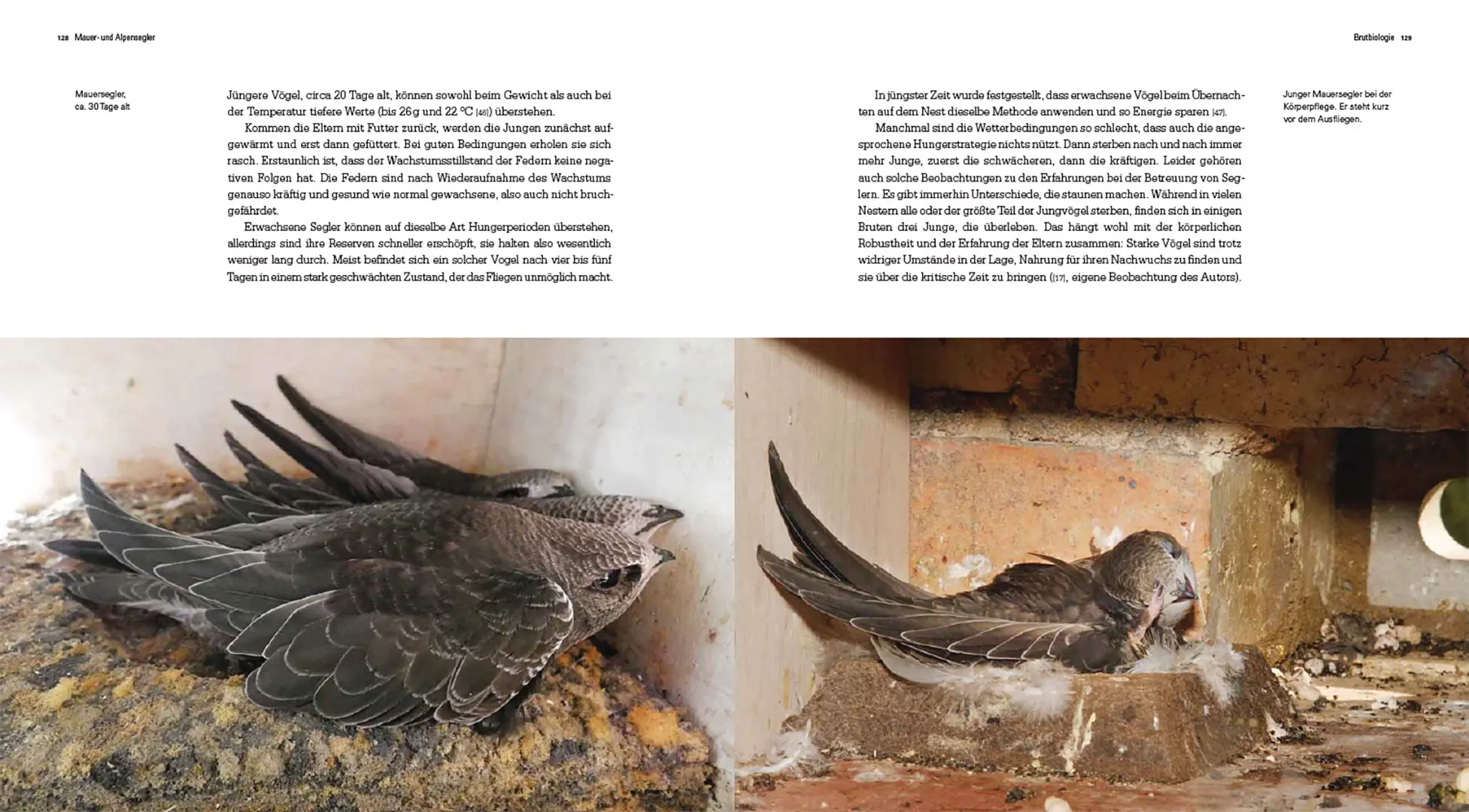 Beispielinhalt (Bild) Mauer- und Alpensegler