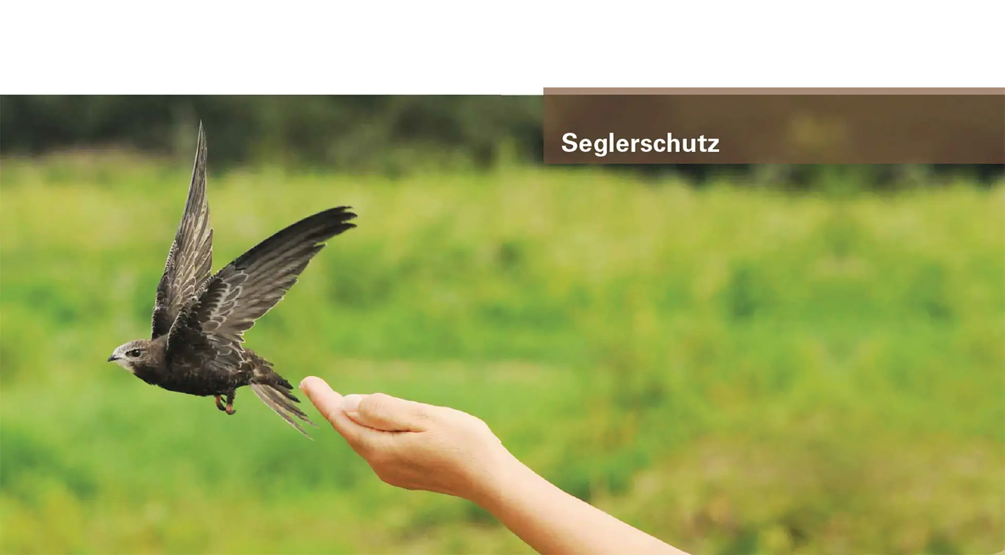 Beispielinhalt (Bild) Mauer- und Alpensegler