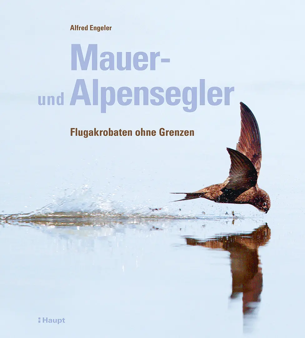 Vorderes Coverbild Mauer- und Alpensegler