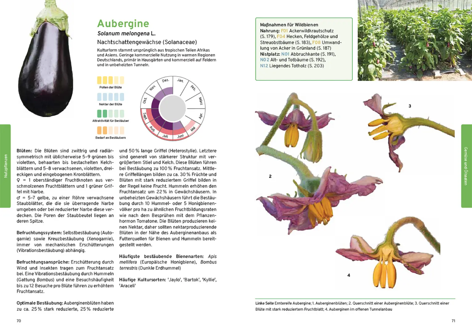 Beispielinhalt (Bild) Praxishandbuch Nutzpflanzenbestäubung