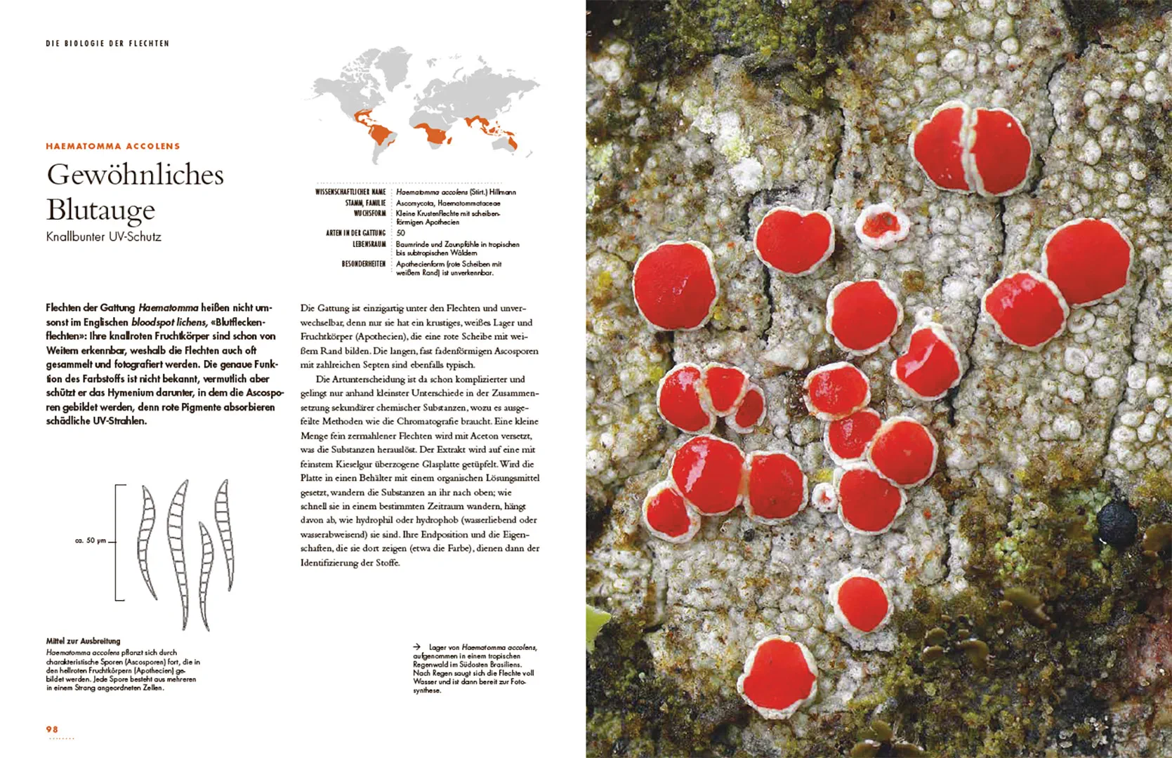 Beispielinhalt (Bild) Flechten