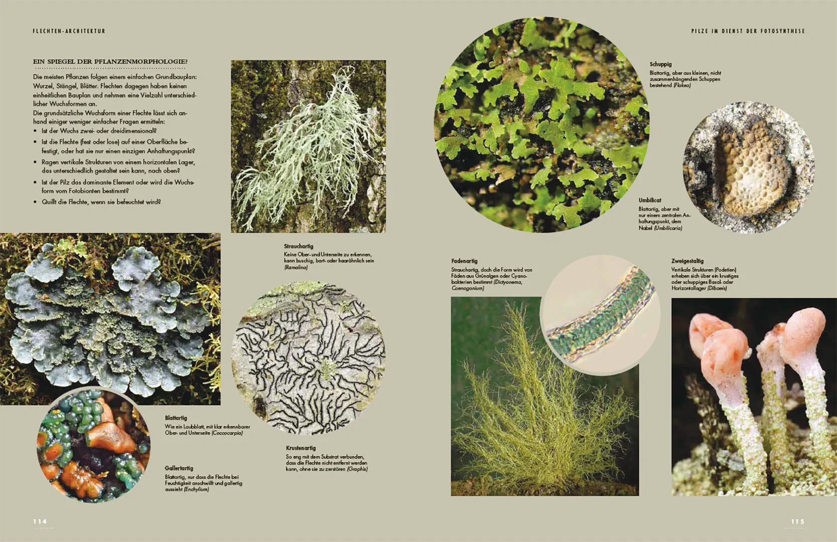 Beispielinhalt (Bild) Flechten