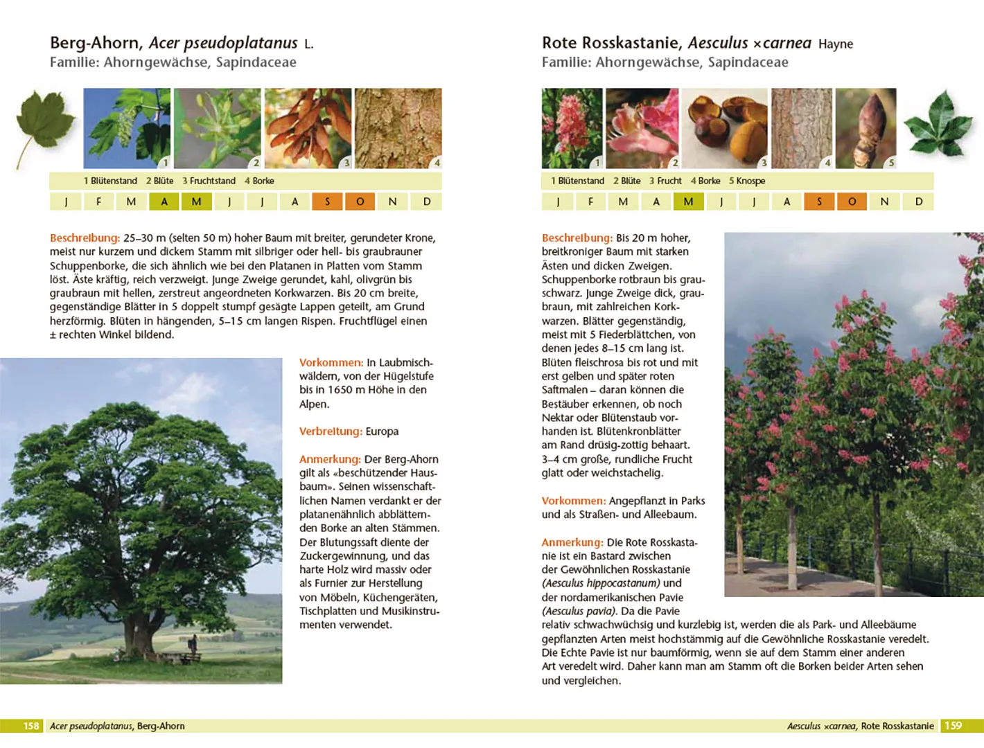 Beispielinhalt (Bild) Bäume bestimmen - Knospen, Blüten, Blätter, Früchte