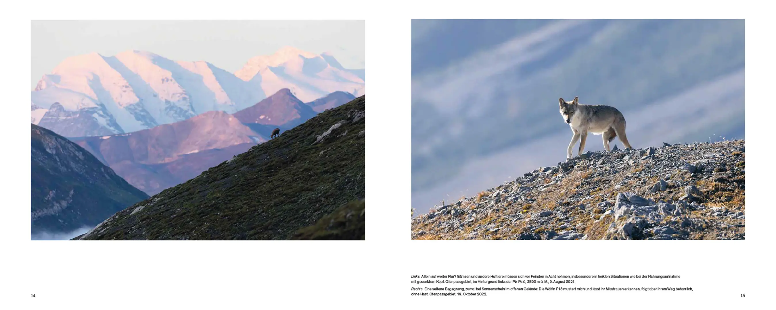 Beispielinhalt (Bild) Der Wolf