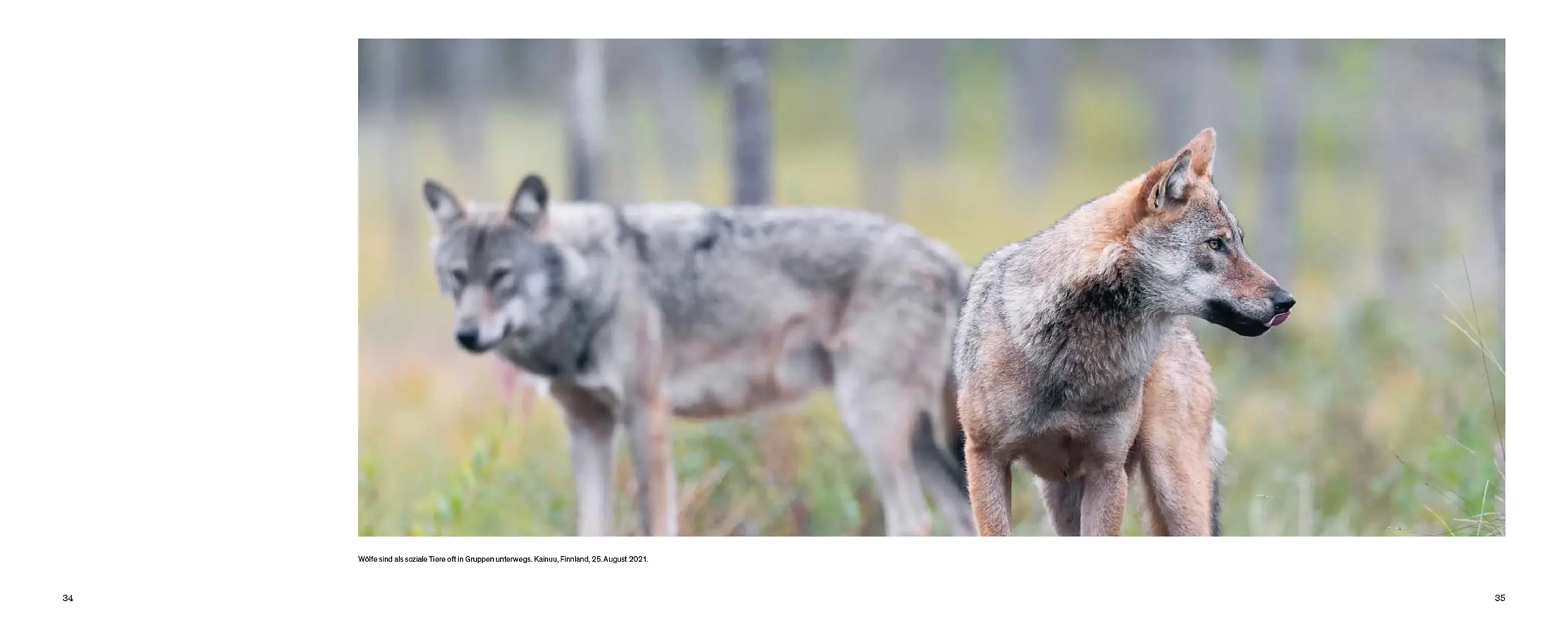 Beispielinhalt (Bild) Der Wolf