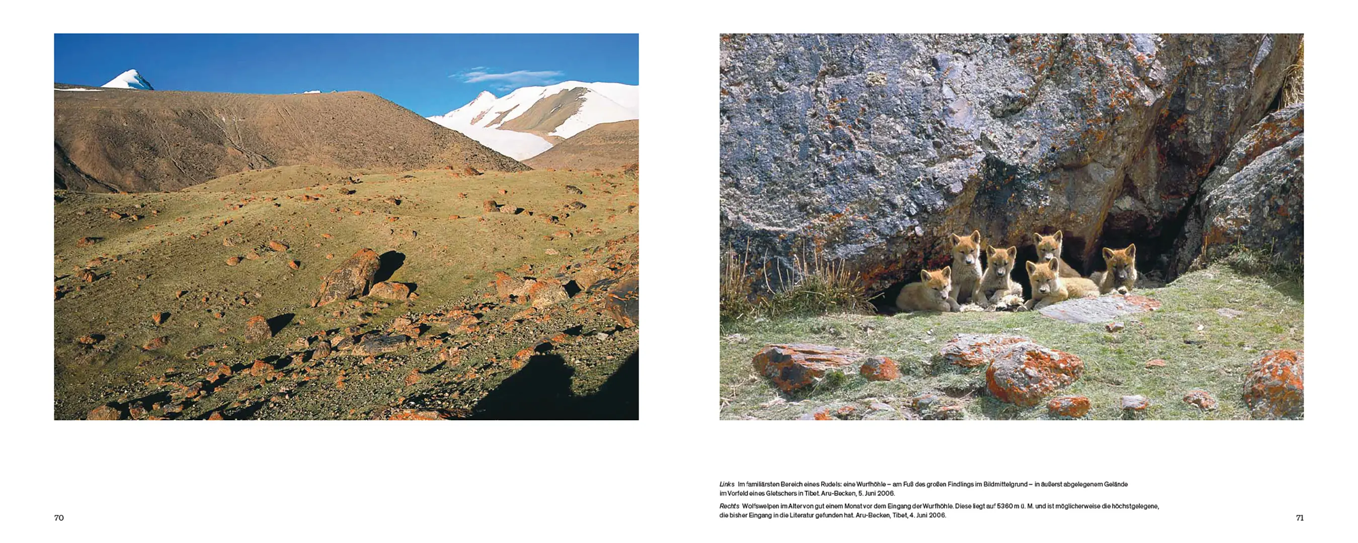 Beispielinhalt (Bild) Der Wolf