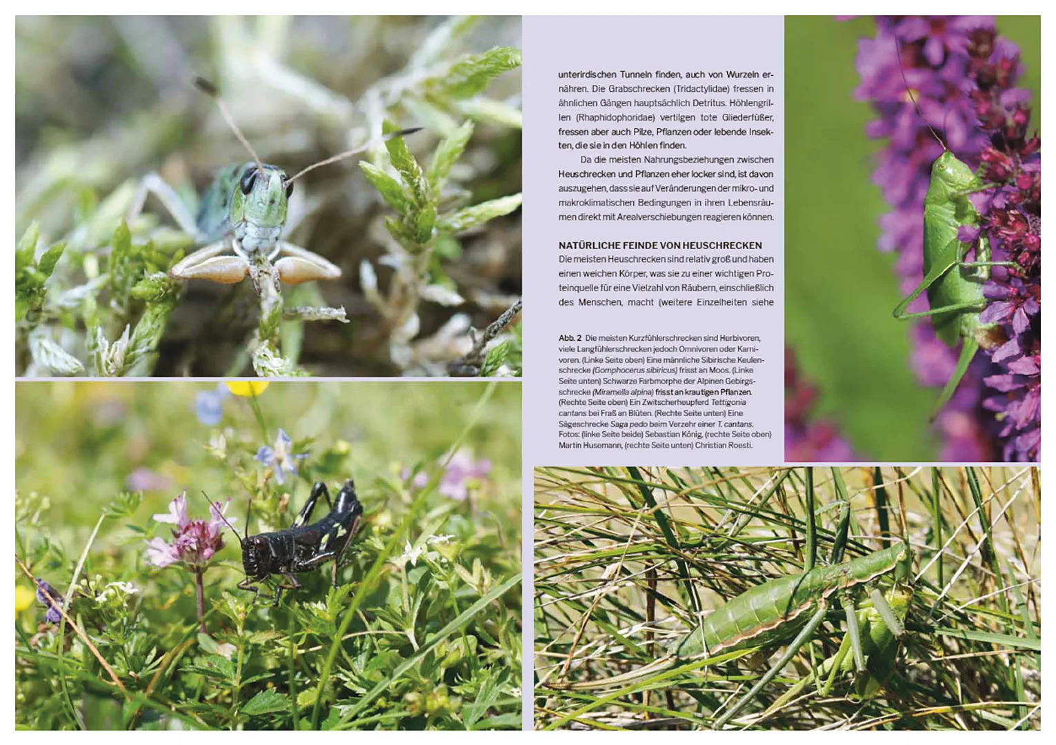 Beispielinhalt (Bild) Die Welt der Heuschrecken