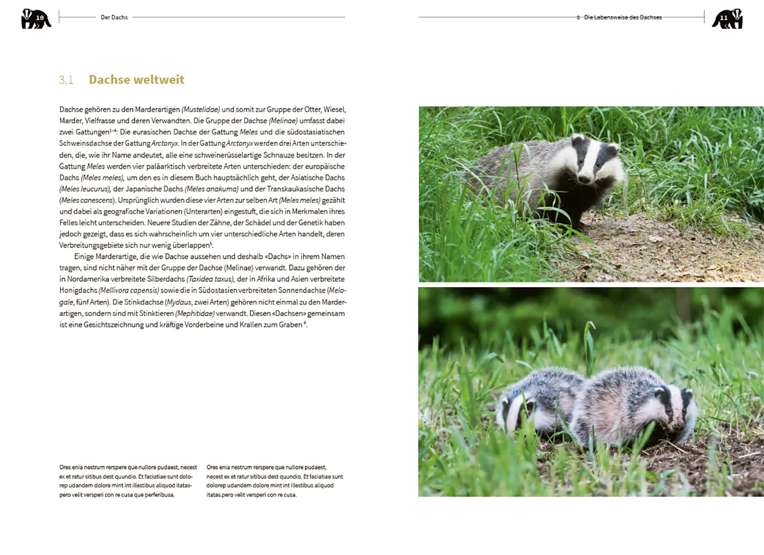 Beispielinhalt (Bild) Der Dachs