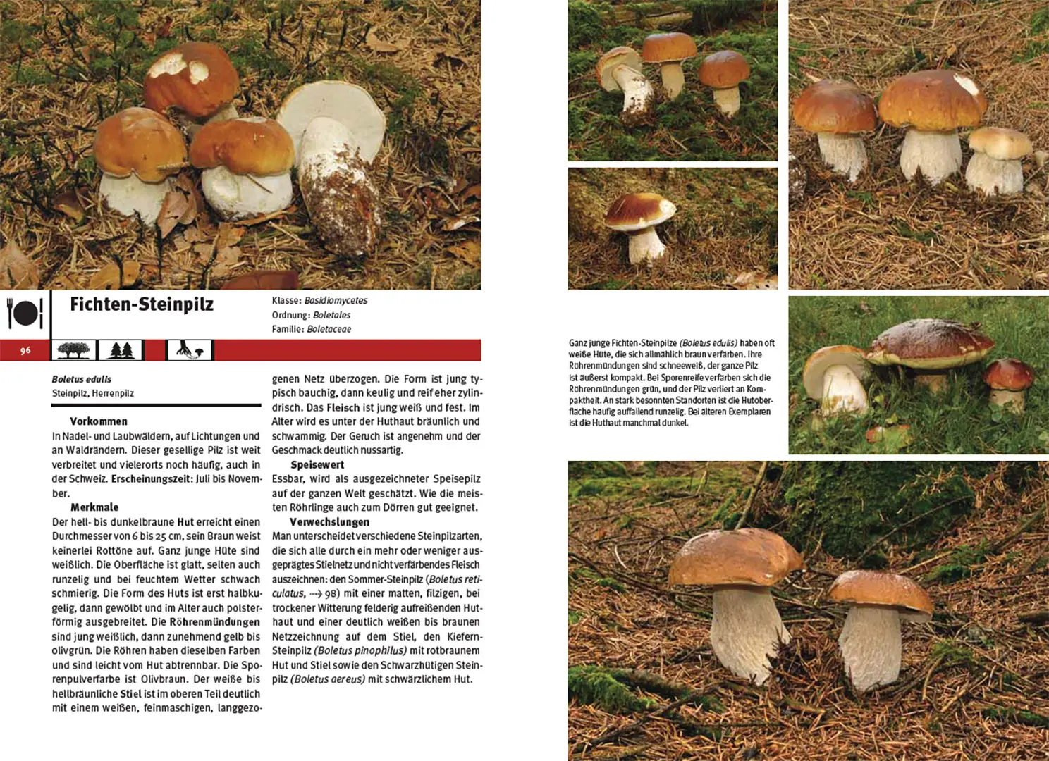 Beispielinhalt (Bild) Pilzführer Schweiz