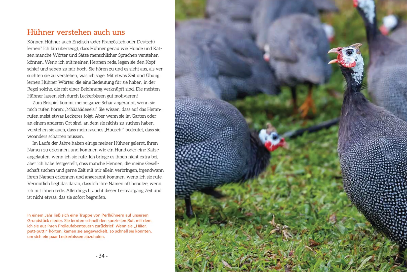 Beispielinhalt (Bild) How to Read a Chicken's Mind