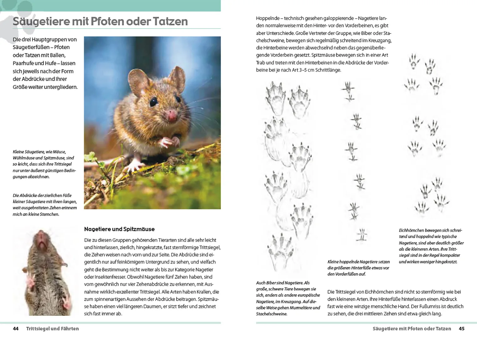 Beispielinhalt (Bild) Fährten lesen und Spuren suchen