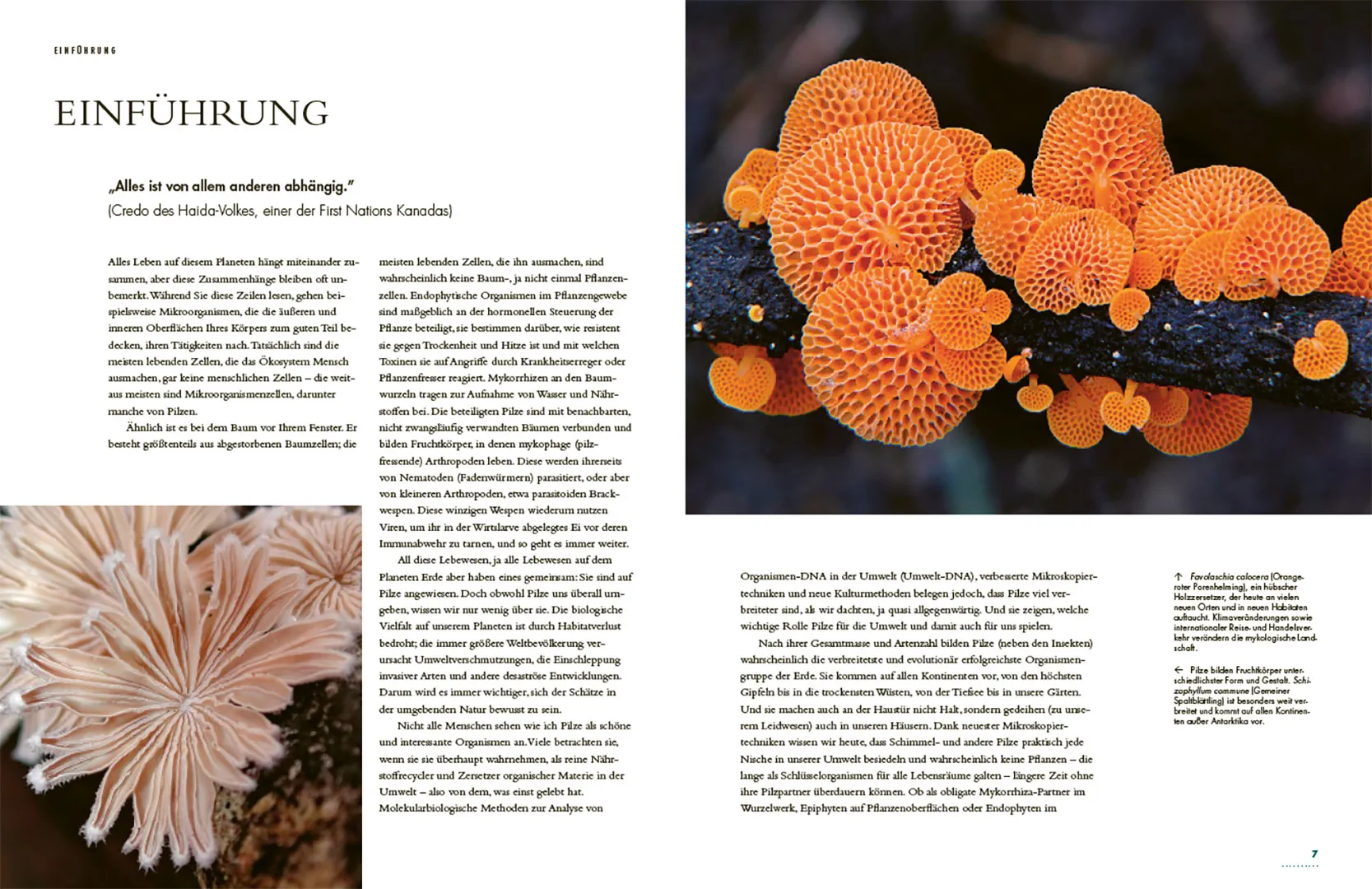 Beispielinhalt (Bild) Pilze