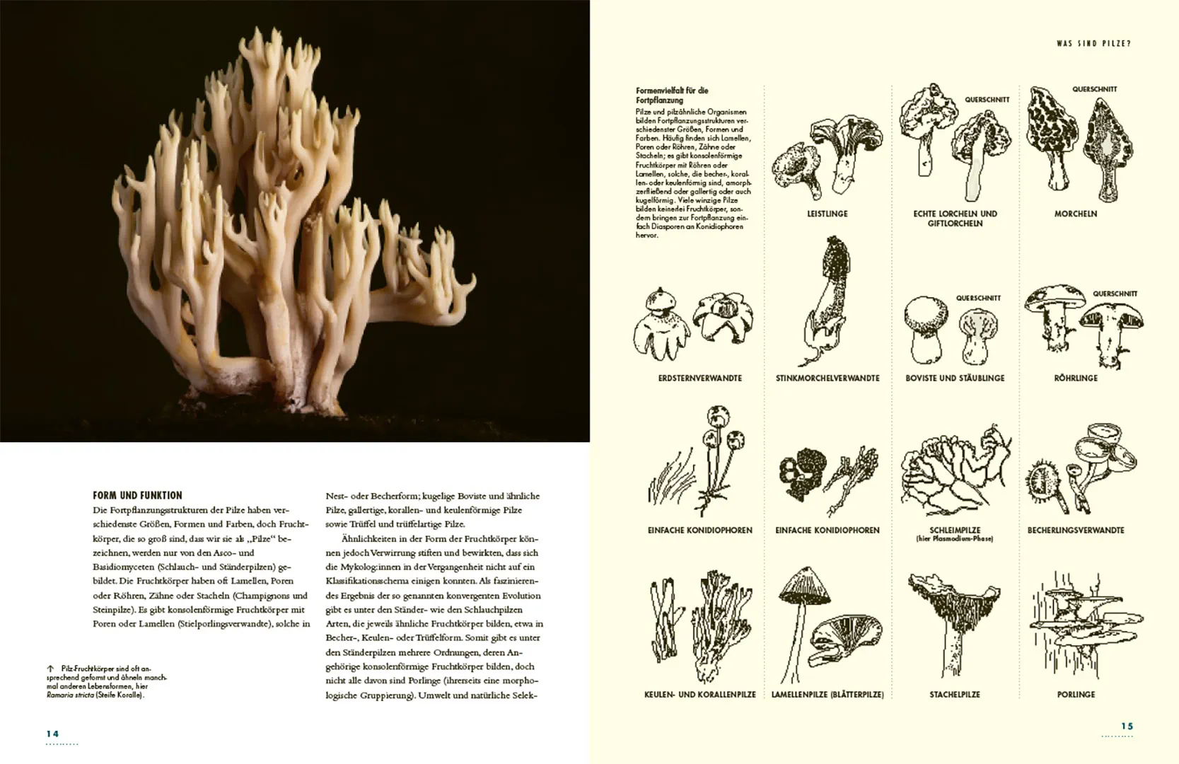 Beispielinhalt (Bild) Pilze