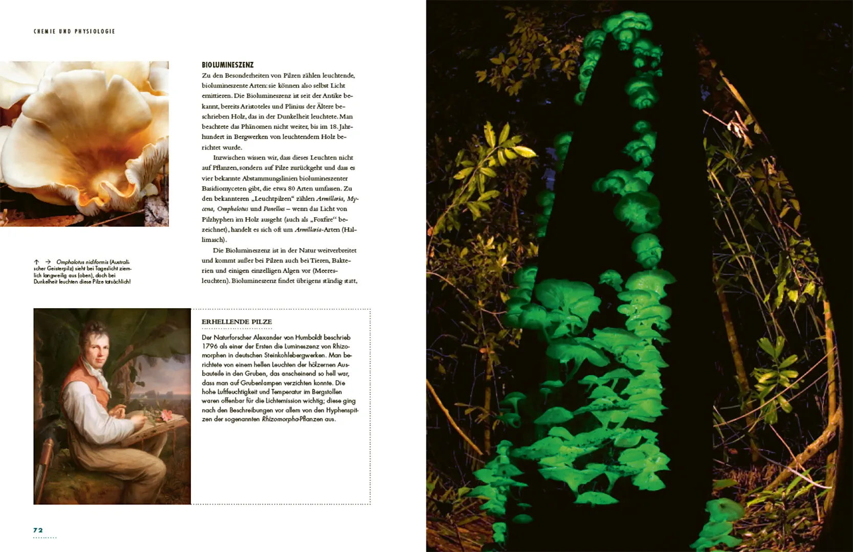 Beispielinhalt (Bild) Pilze