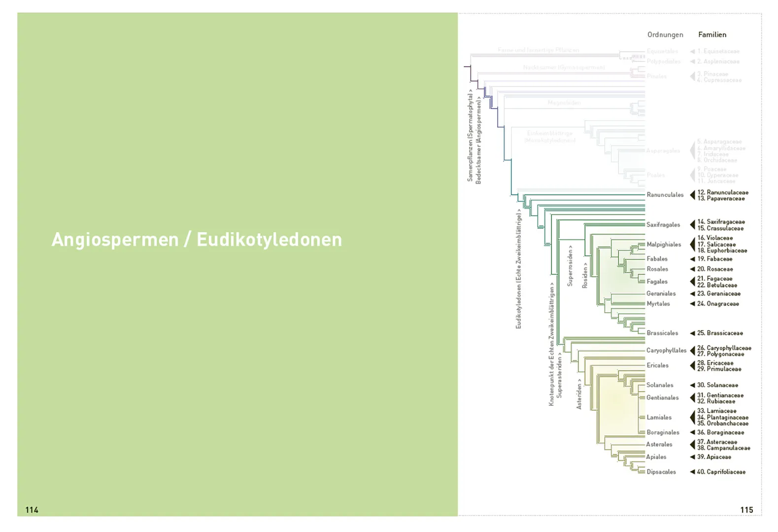 Beispielinhalt (Bild) Botanische Grundkenntnisse auf einen Blick