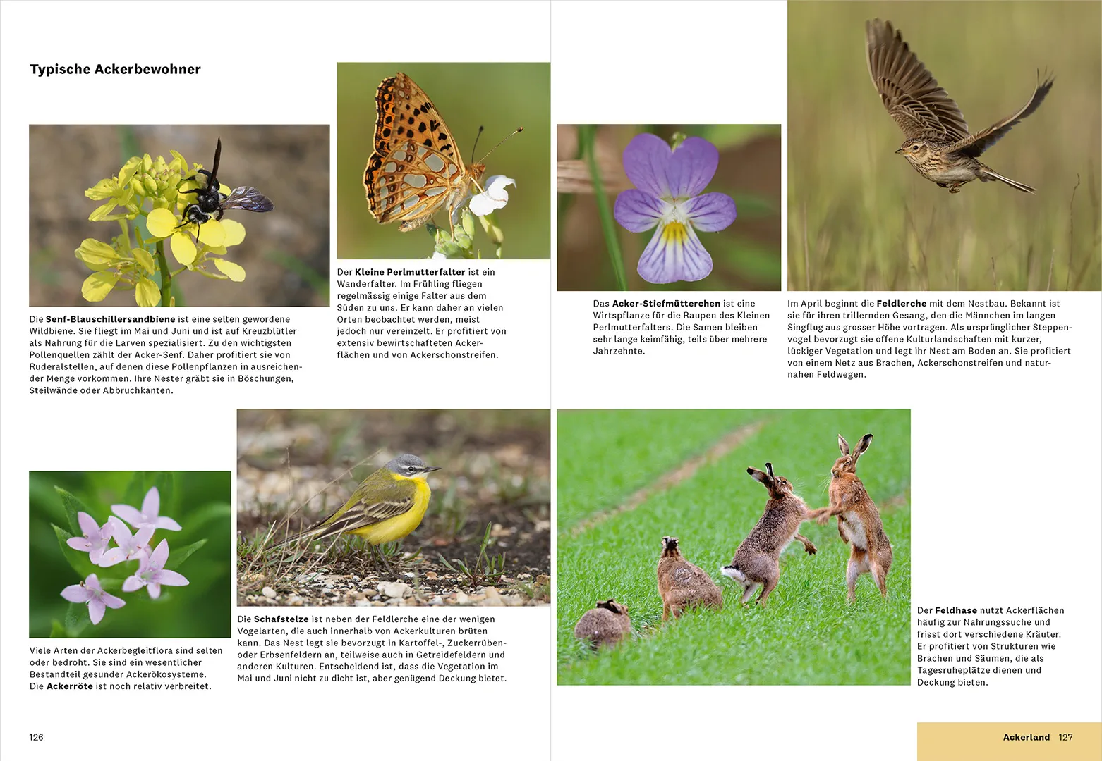 Beispielinhalt (Bild) Praxishandbuch Biodiversität in der Landwirtschaft