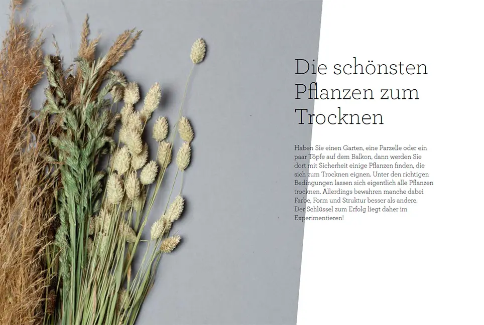 Beispielinhalt (Bild) Trockenblumen – vom Samen bis zum Arrangement