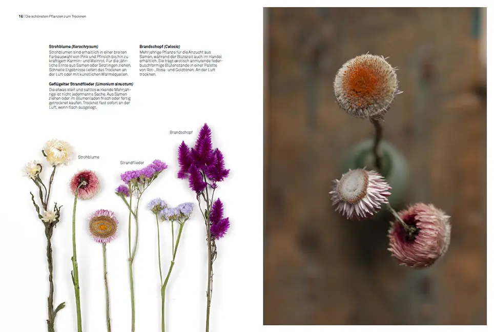 Beispielinhalt (Bild) Trockenblumen – vom Samen bis zum Arrangement