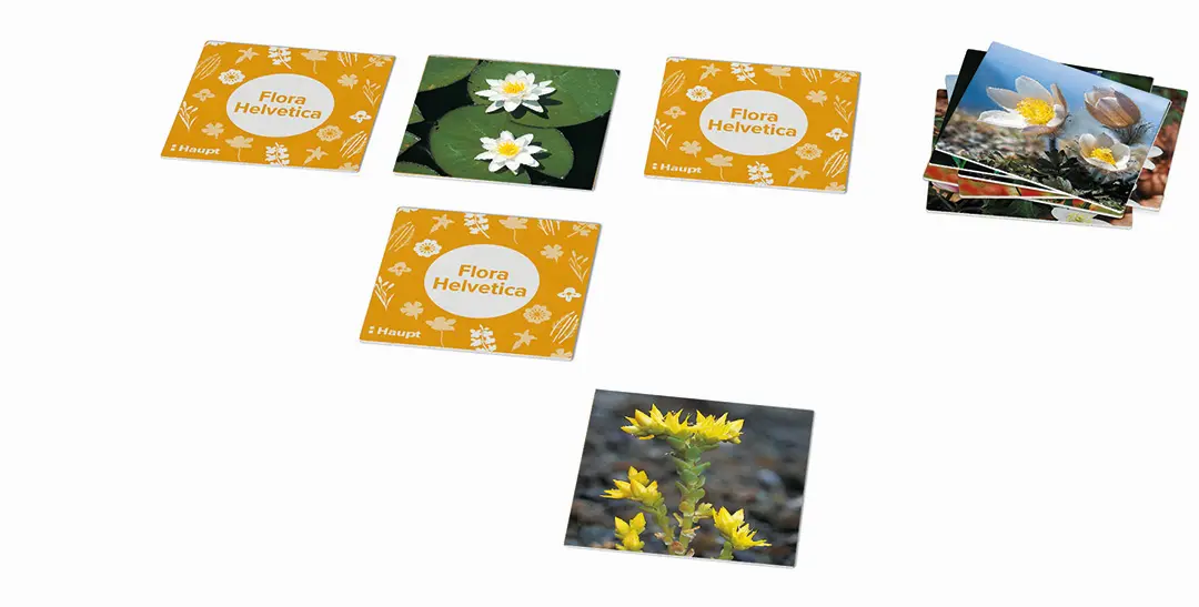 Beispielinhalt (Bild) Flora Helvetica – das Memo-Spiel
