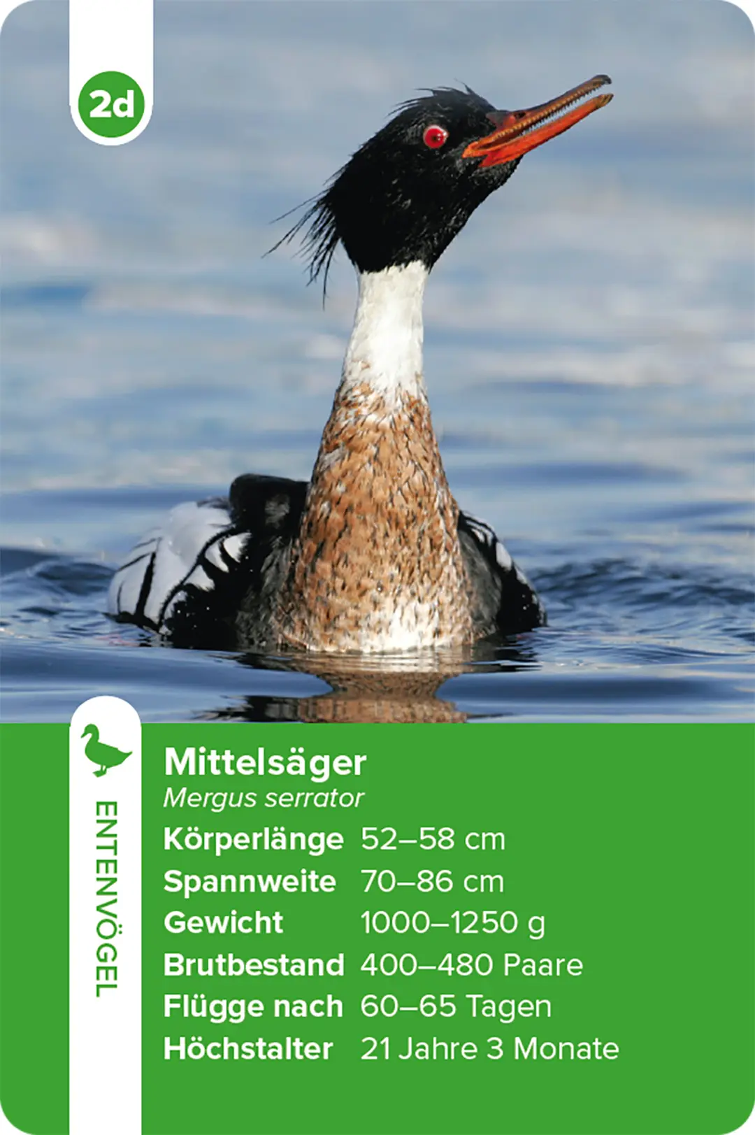 Beispielinhalt (Bild) Einheimische Vogelarten – das Quartett-Spiel