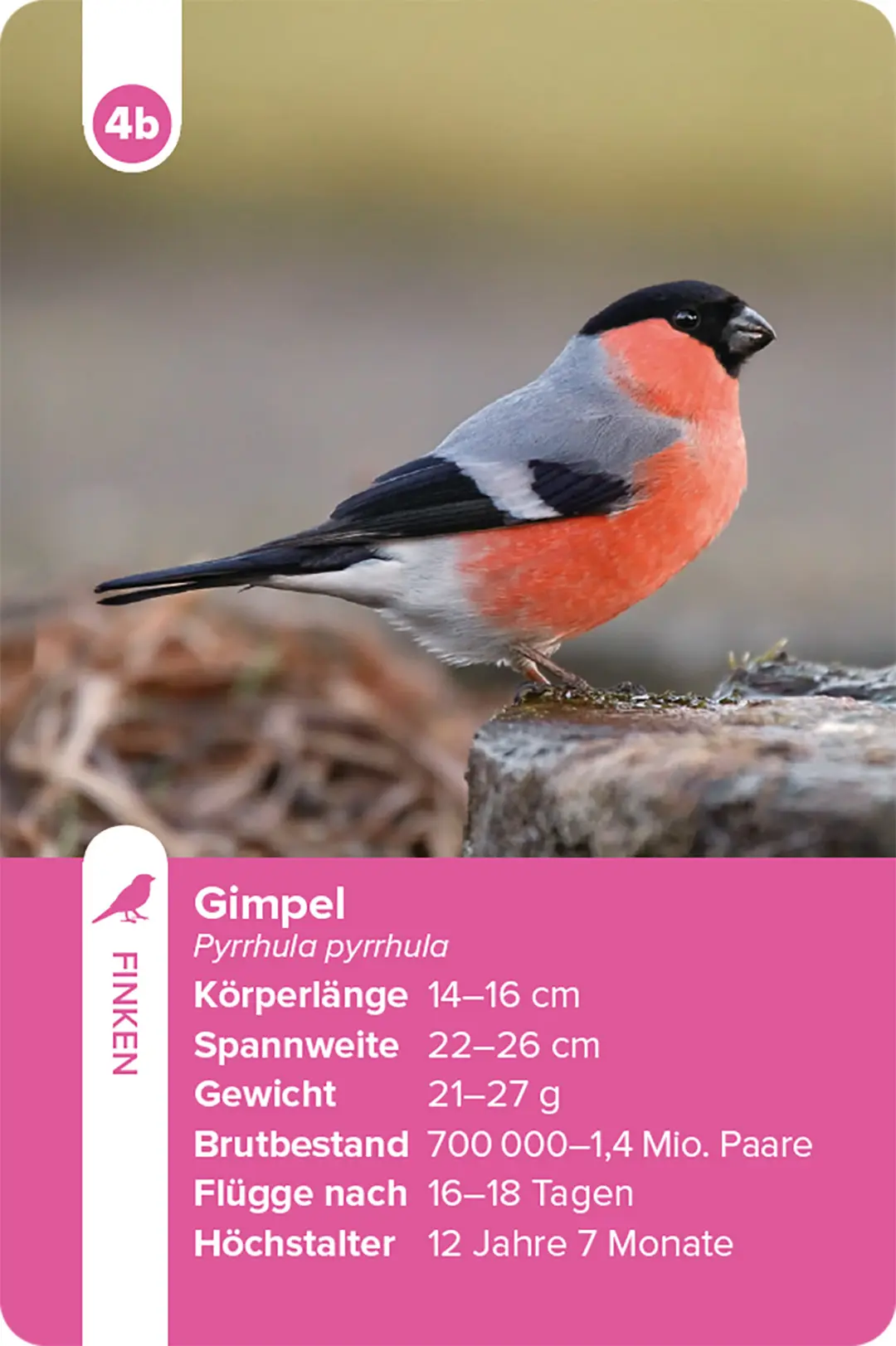 Beispielinhalt (Bild) Einheimische Vogelarten – das Quartett-Spiel