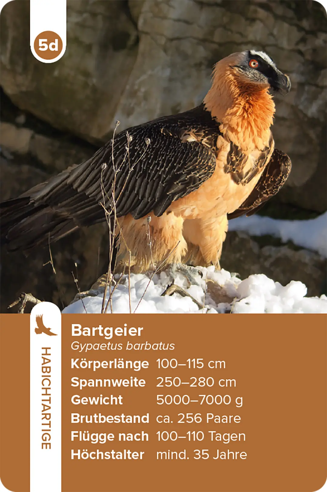 Beispielinhalt (Bild) Einheimische Vogelarten – das Quartett-Spiel