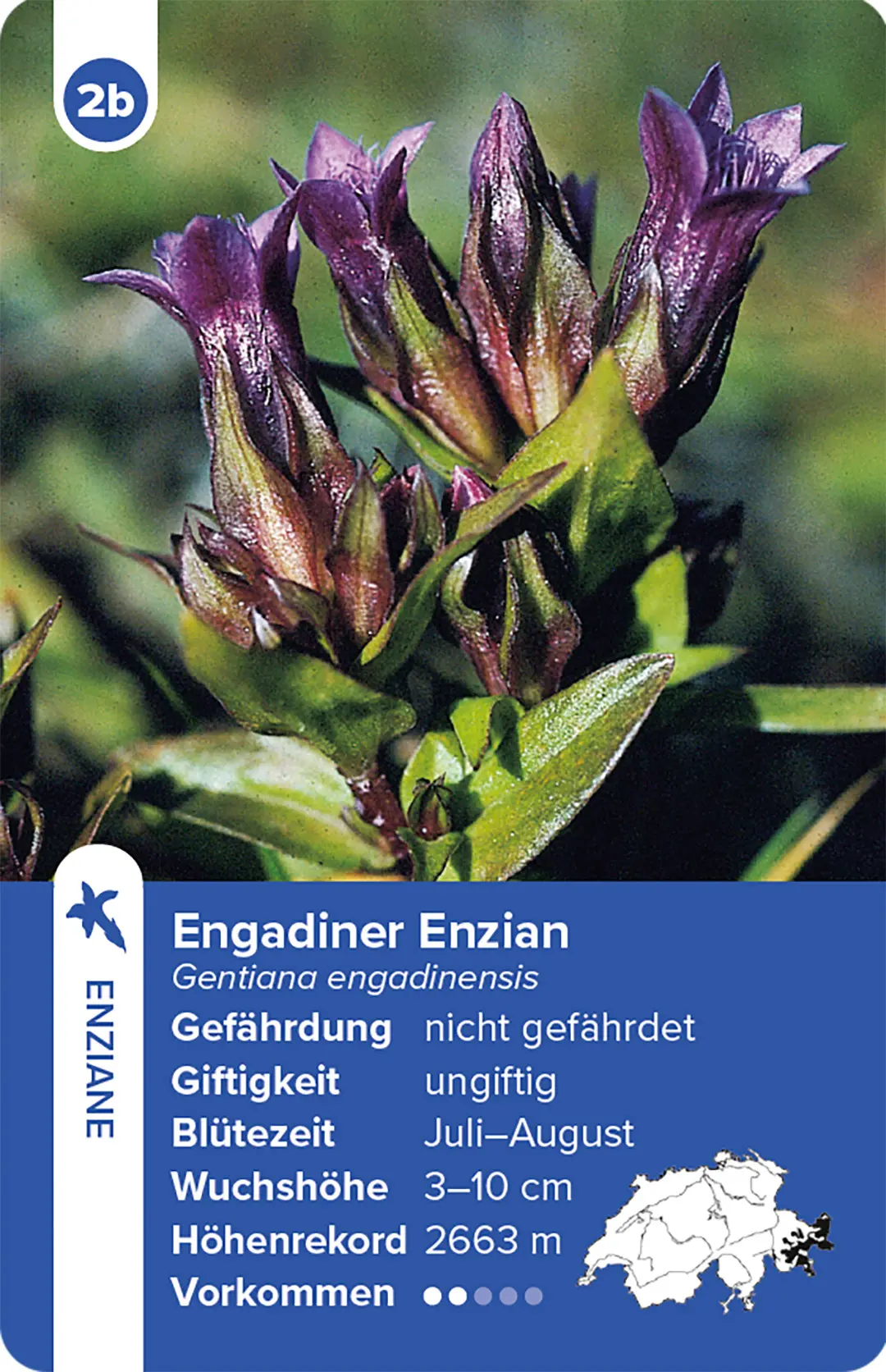 Beispielinhalt (Bild) Flora Helvetica – das Quartett-Spiel