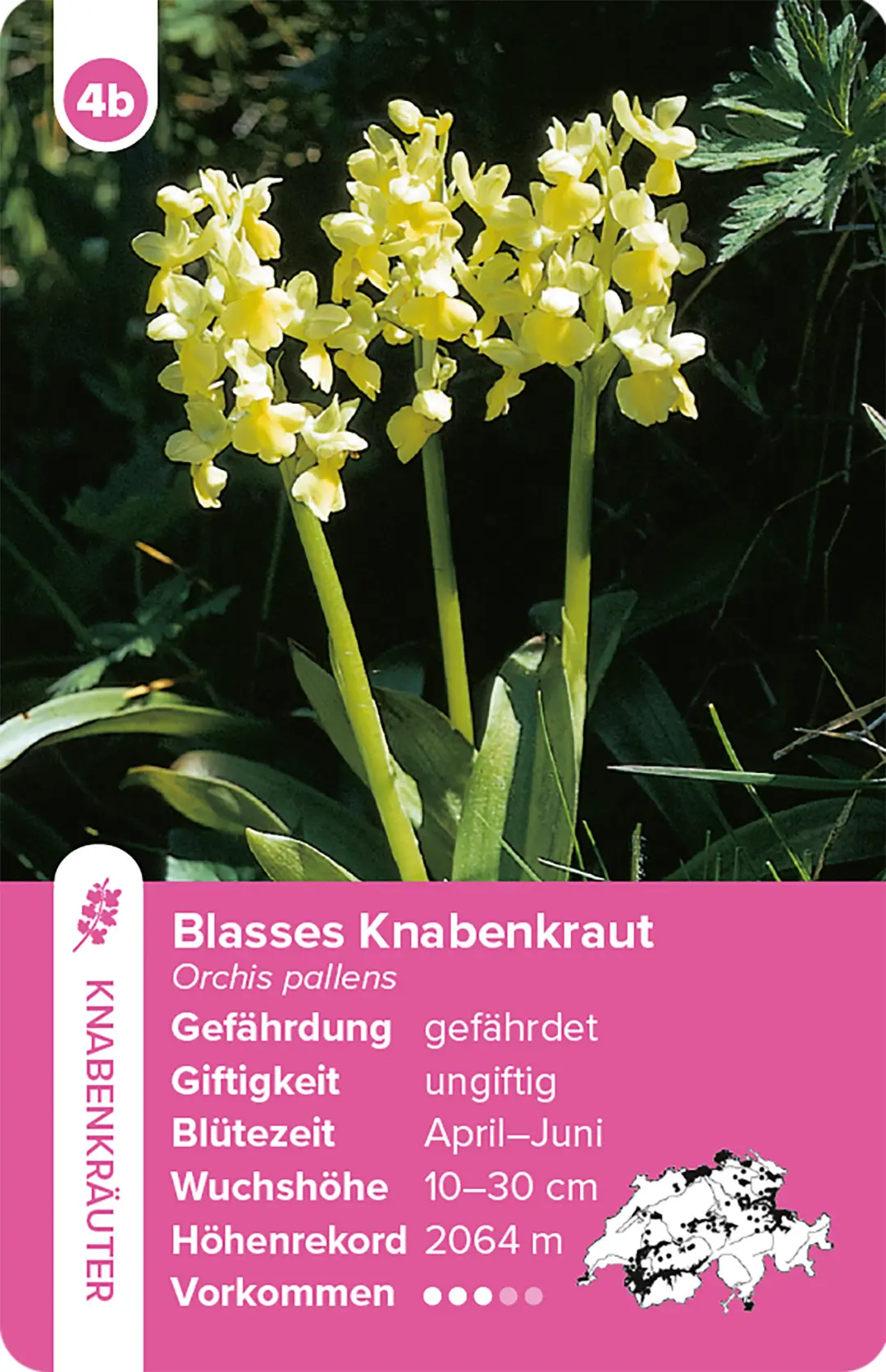 Beispielinhalt (Bild) Flora Helvetica – das Quartett-Spiel