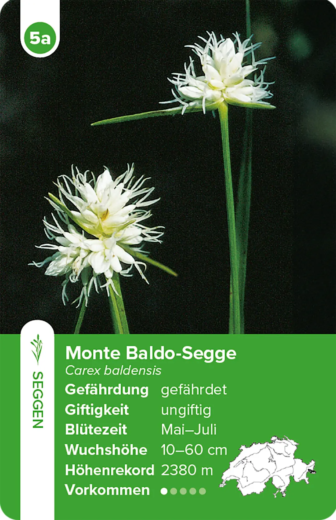 Beispielinhalt (Bild) Flora Helvetica – das Quartett-Spiel