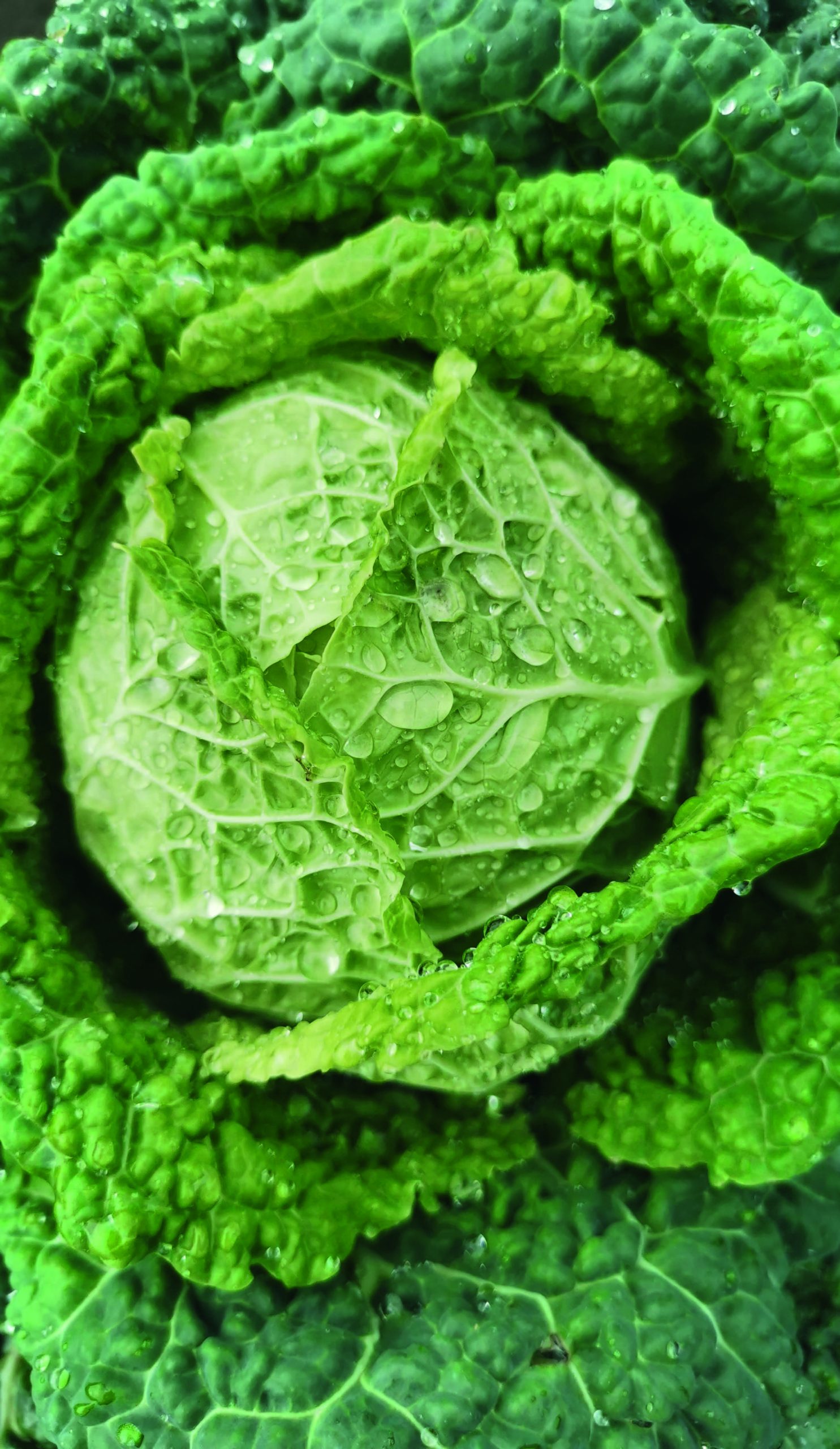 Lust auf Kohl: Zwei Sorten im Porträt