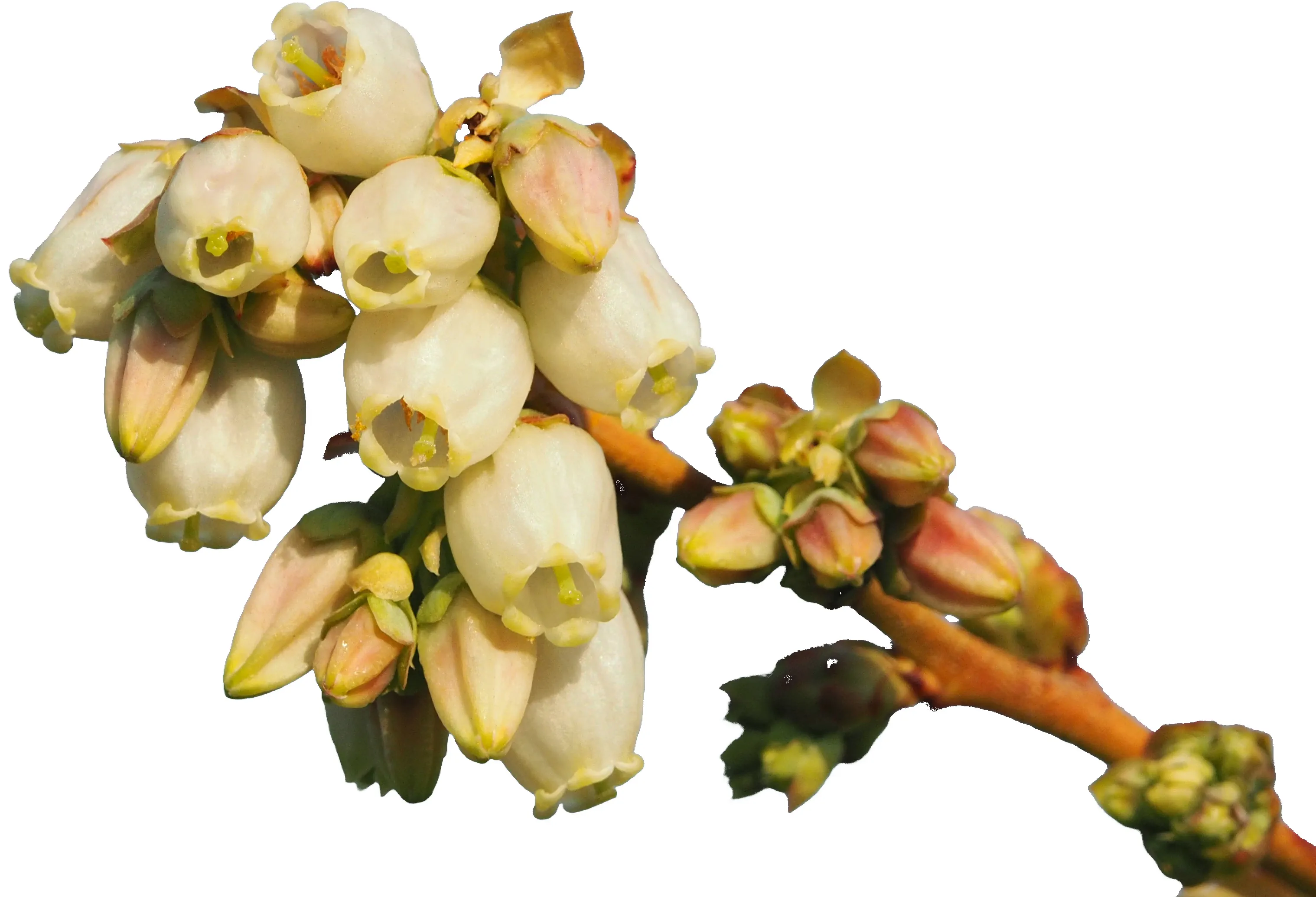 9783258084268_Blaubeere_2_bluete