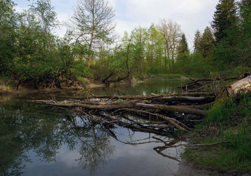 An wilden Wassern und stillen Ufern: Die Aare bei Belp