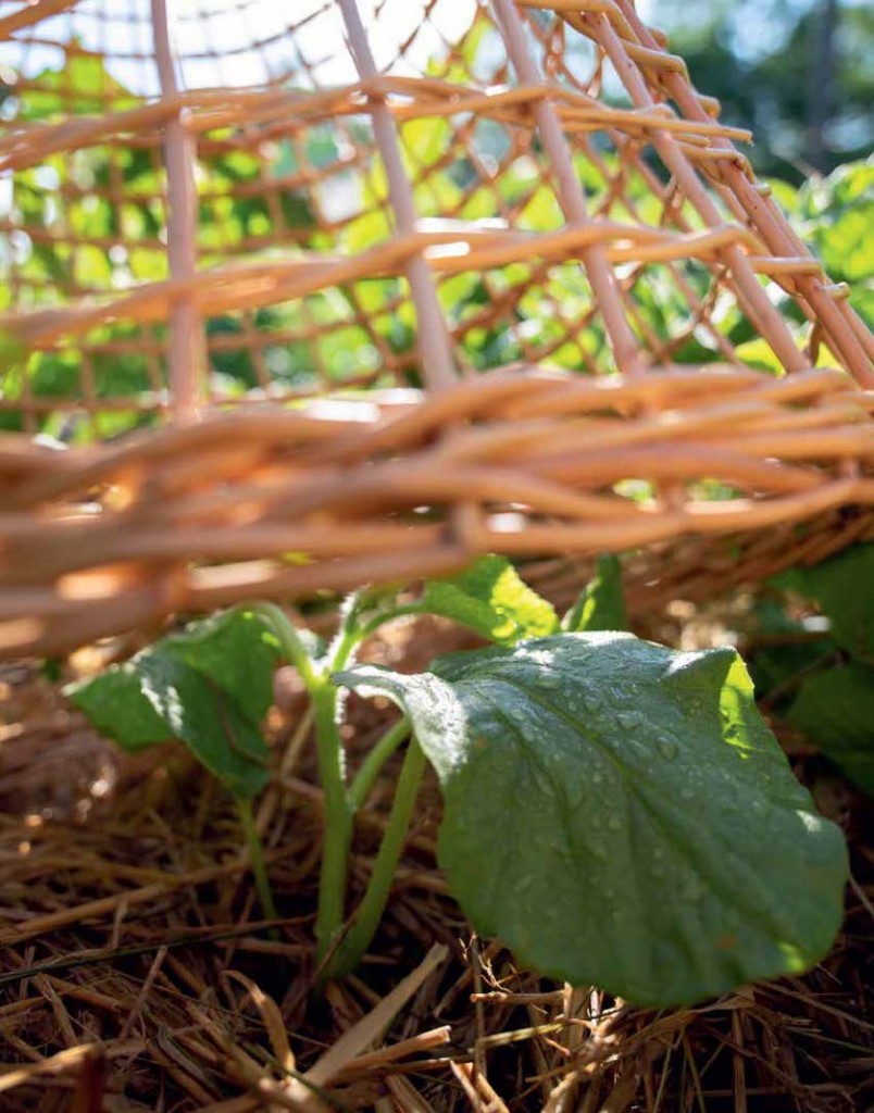 Schutzvorrichtungen im Garten: Undercover Gärtnern