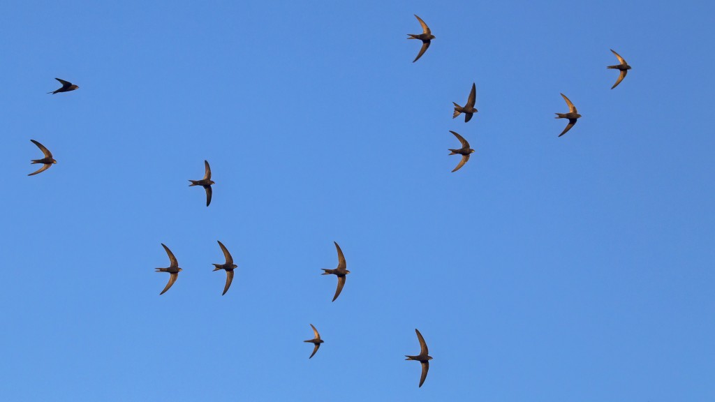 038-039_Engeler_Mauer-und-Alpensegler_ciStock.com_avs_lt