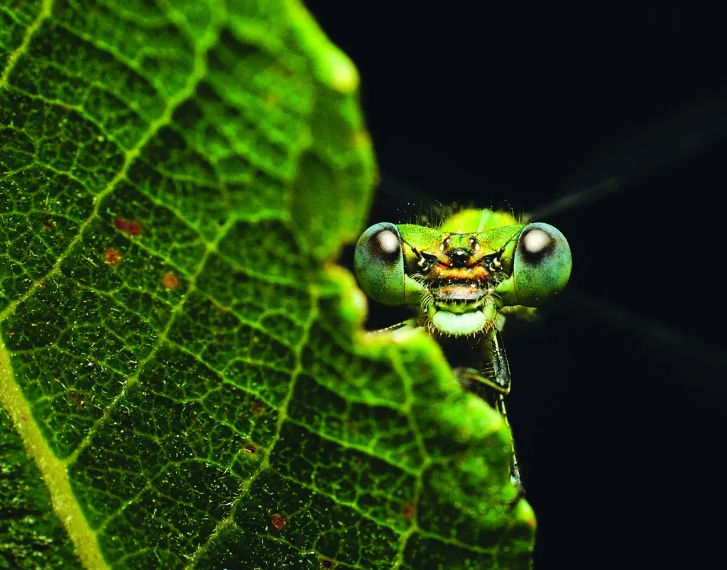 Facettenreiche Insekten: Ein Blick ins Buch