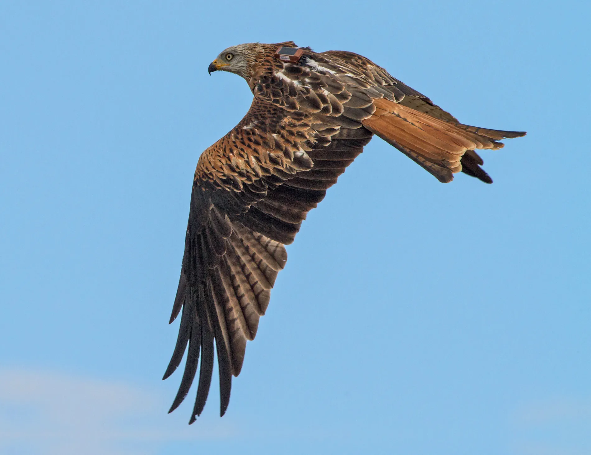 20230201_141_Aebischer-Scherler_Der-Rotmilan-C-Patrick-Scherler