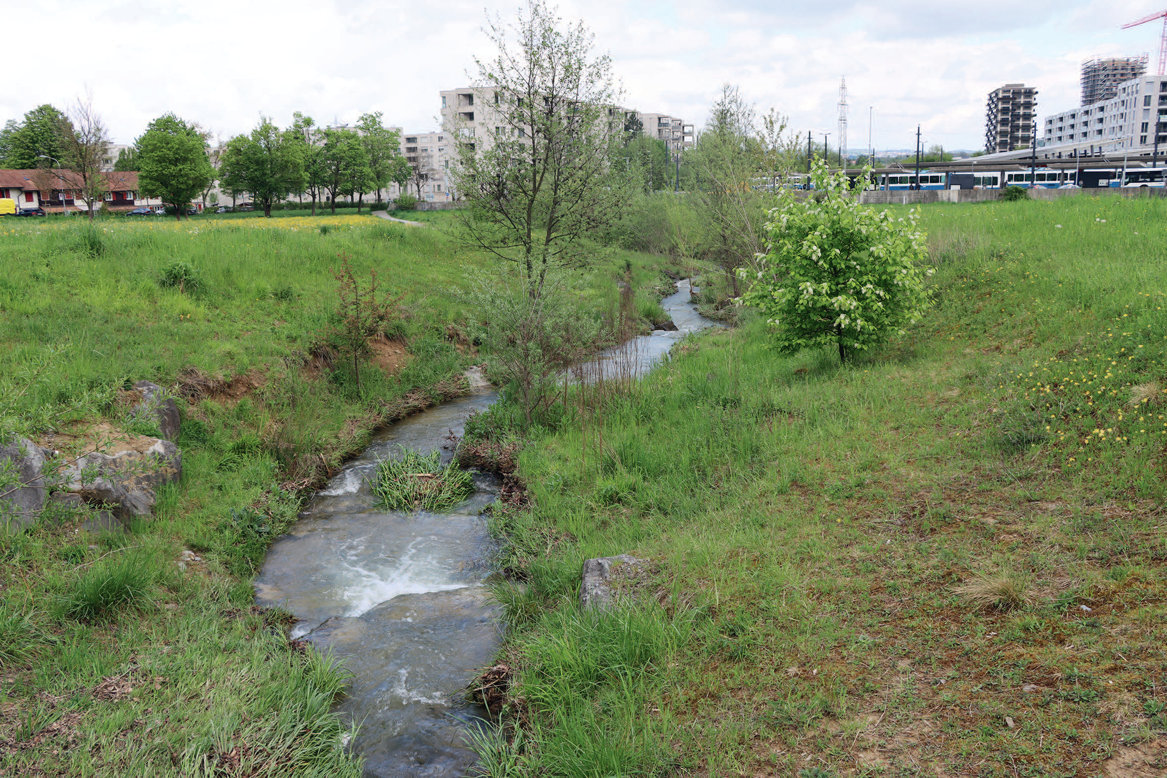 Biodiversität zwischen Wasser und Land: Blau-grüne Infrastruktur in urbanen Siedlungsgebieten