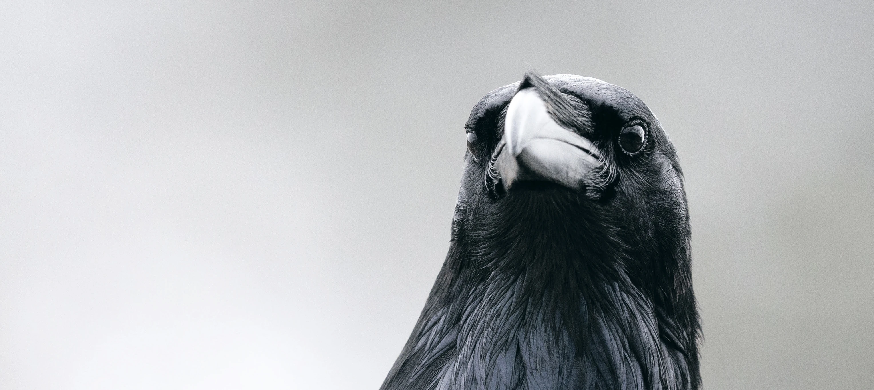 HauptAutor Heinrich Haller: Der Kolkrabe – Totenvogel, Götterbote, tierisches Genie