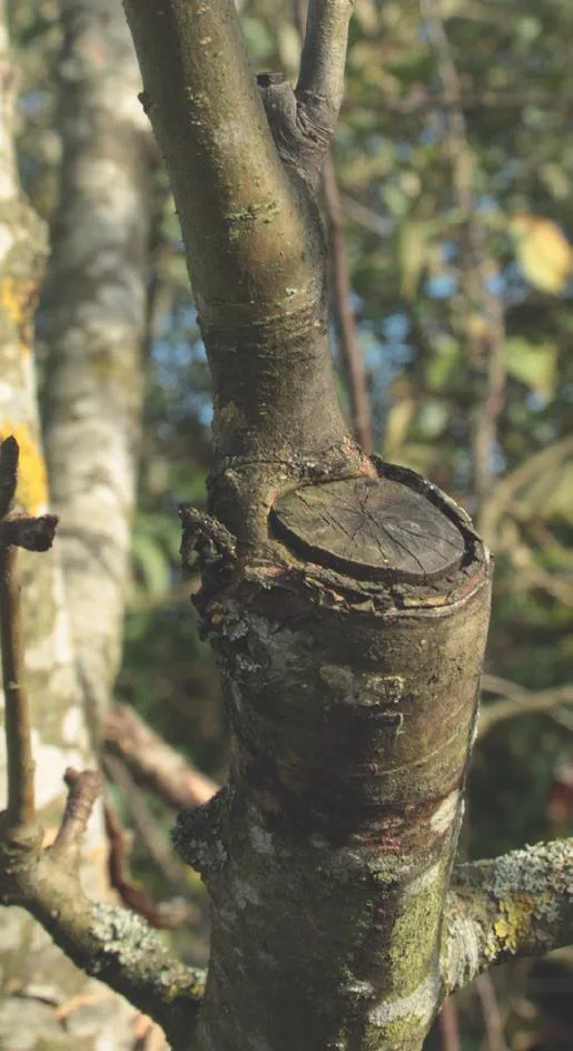 20210331_121ml_Schmid_Obstbaeume-verstehen_c_Annekathrin-Schmid