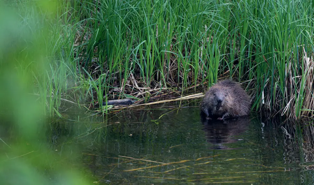 062M_Soder_An wilden Wassern_9783258082356_(c)Eric A Soder_RGB