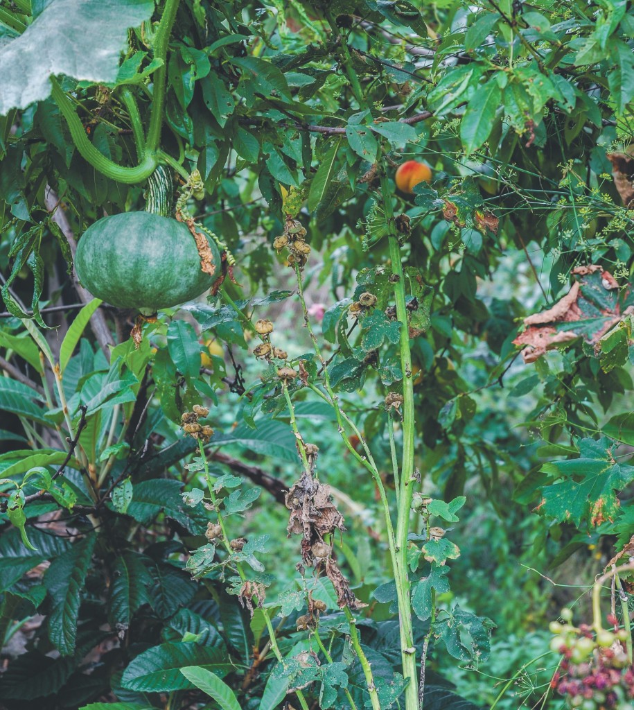 Der Traum vom Waldgarten