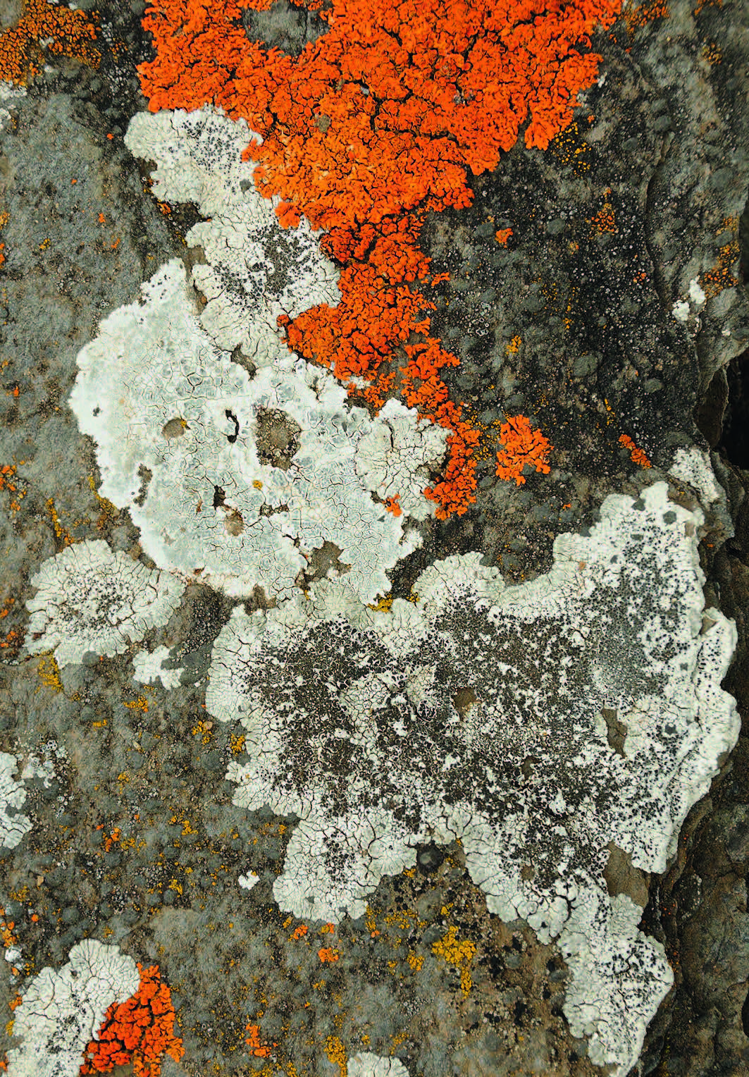 Flechten der Schweiz: Auf Spurensuche