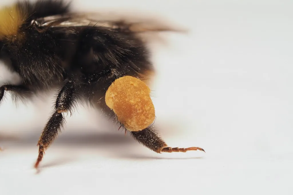 9783258084268_Abb19_Bombus_Pollen