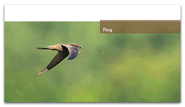 9783258084107_ds_anim