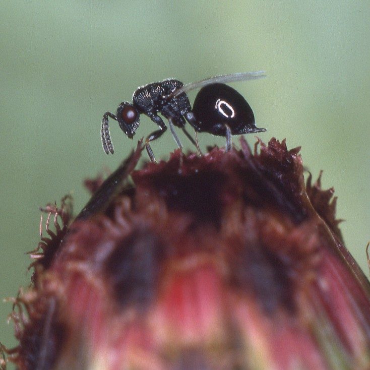 Schlupfwespen: HauptAutor Siegfried Keller im Interview