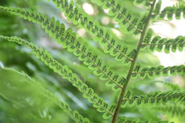 Farne, Schachtelhalme und Bärlappe: Bestimmungsfeuer entfacht!