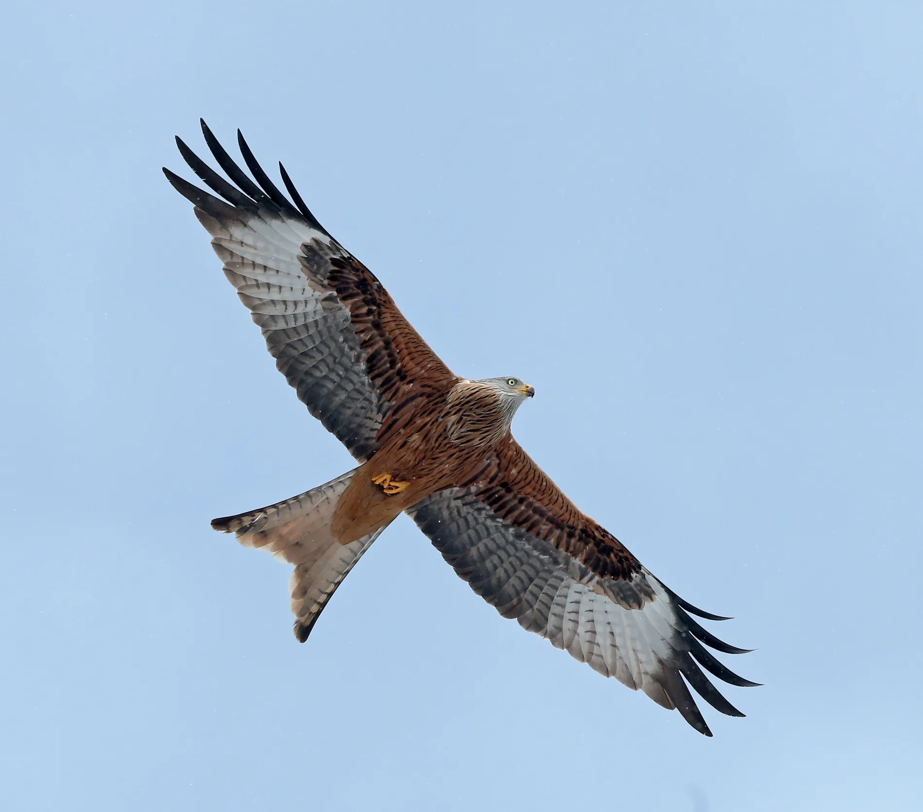 20230201_020_Aebischer-Scherler_Der-Rotmilan-C-Adrian-Aebischer