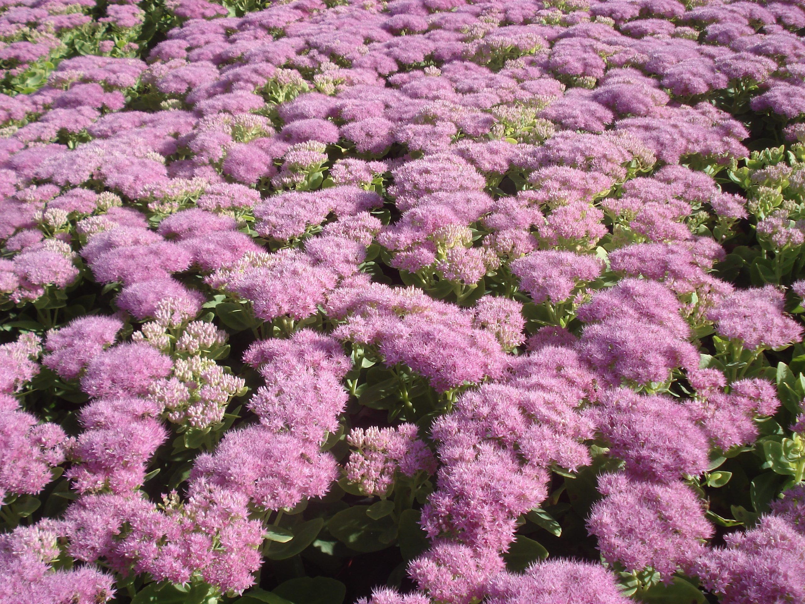 Kletterpflanzen und Bodendecker: 4 Arten im Porträt